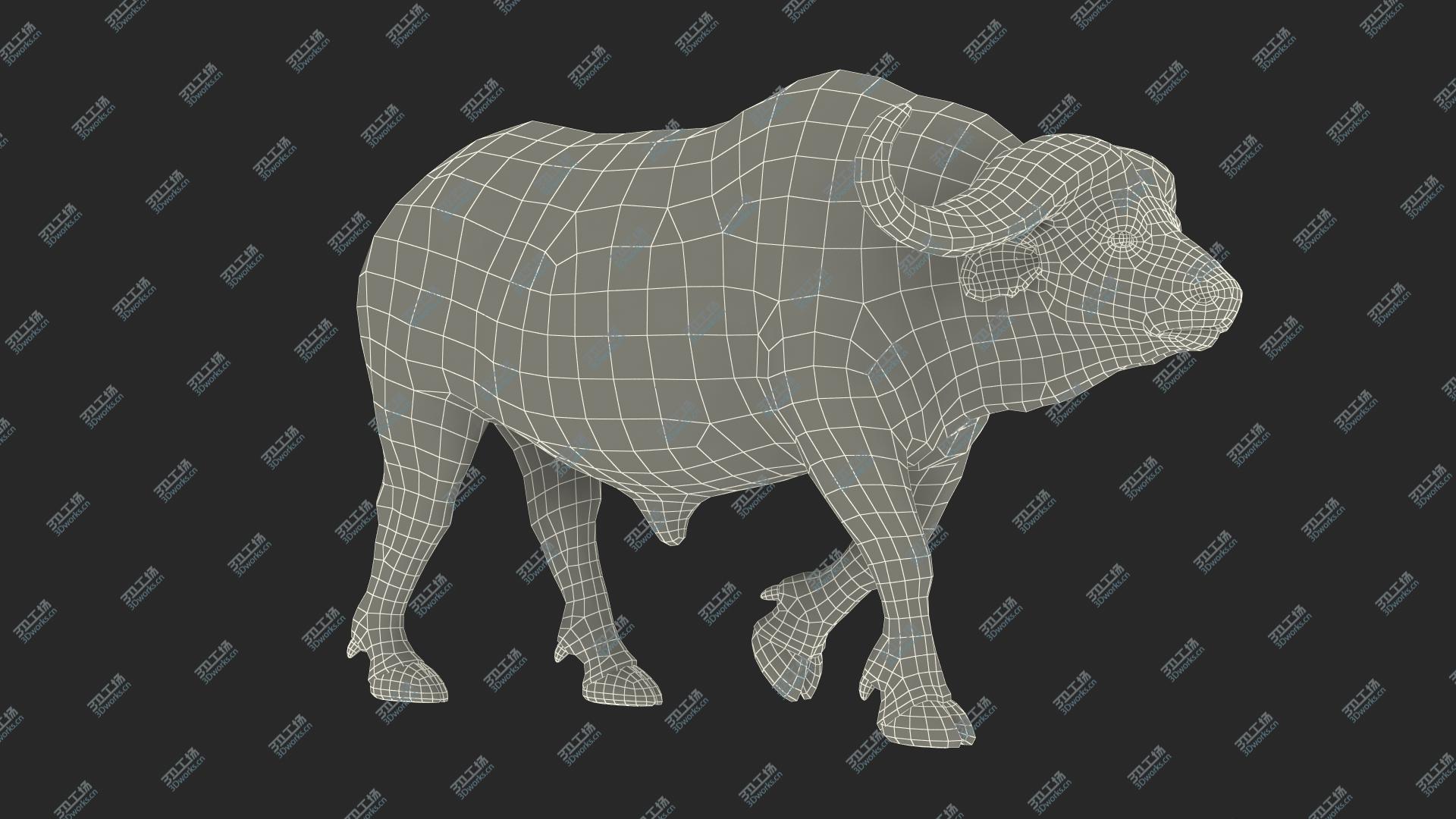 images/goods_img/202104093/3D African Buffalo Walking Pose with Fur/3.jpg